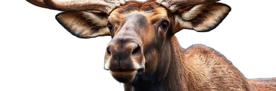 Elgen holder øje med elpriserne